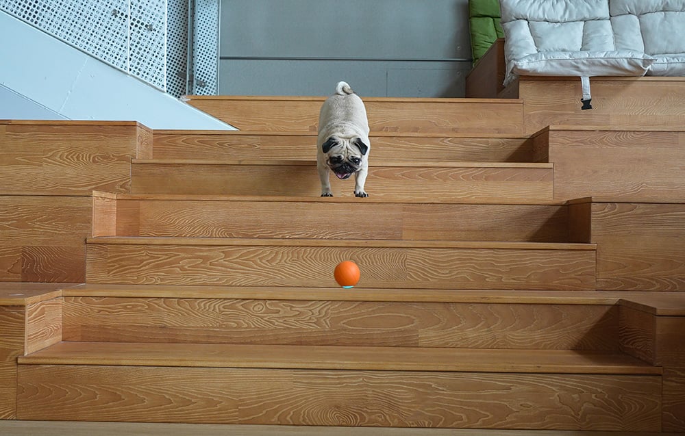 Cheerble Ball Sensor Play Ball Toy for Dog Cat, Orange (4)