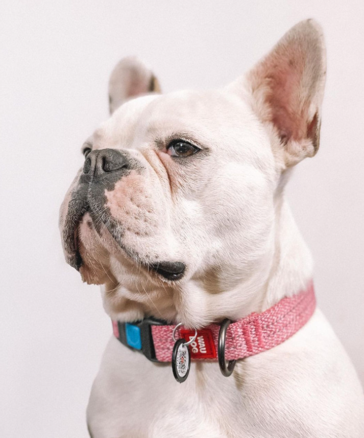 Waudog Classic Dog collar with QR code size M, Pink