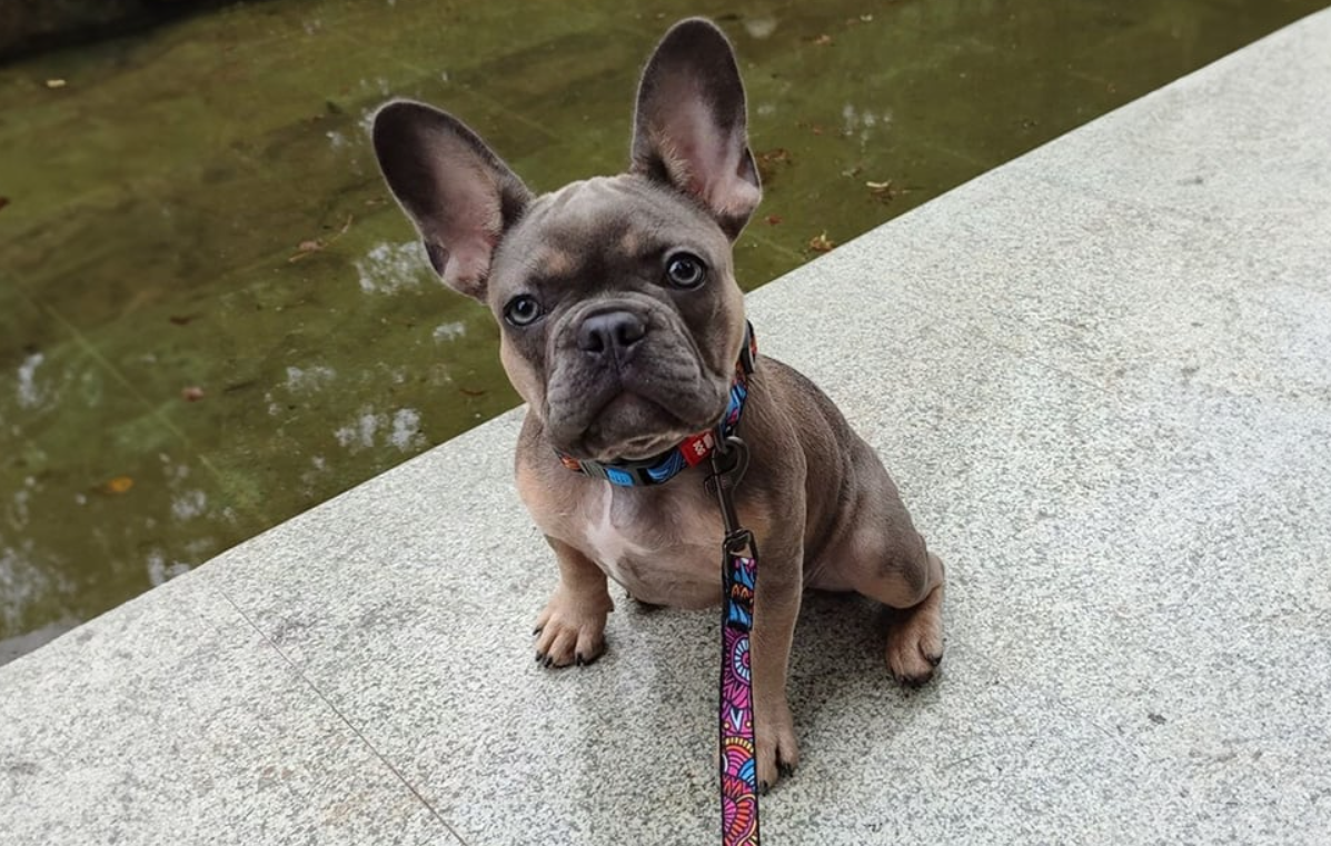 Waudog Nylon Dog collar with QR code size L, Summer