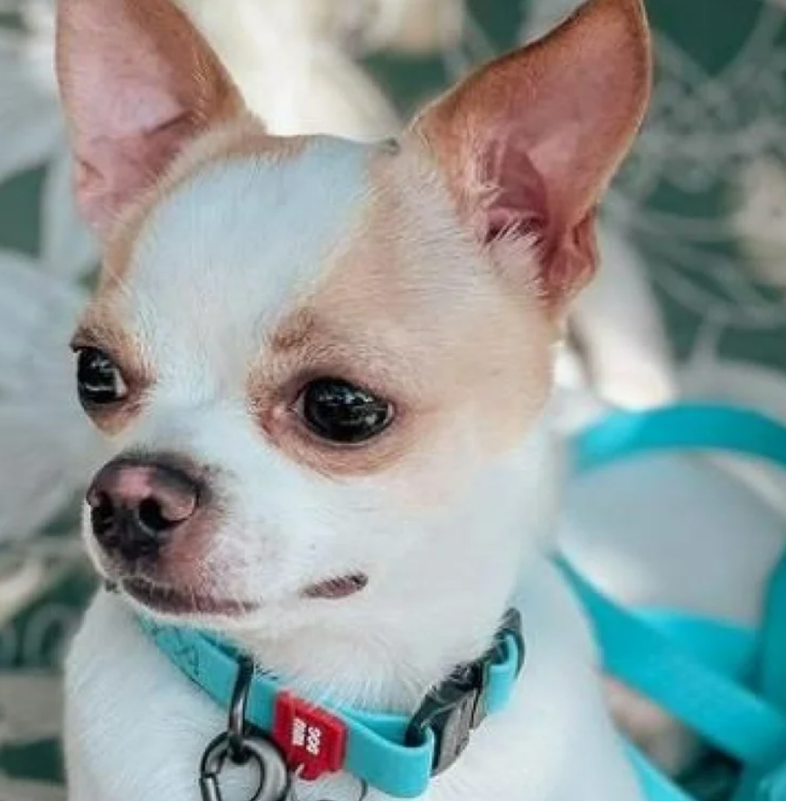Waudog Luminous waterproof Dog collar with QR code size S, Blue