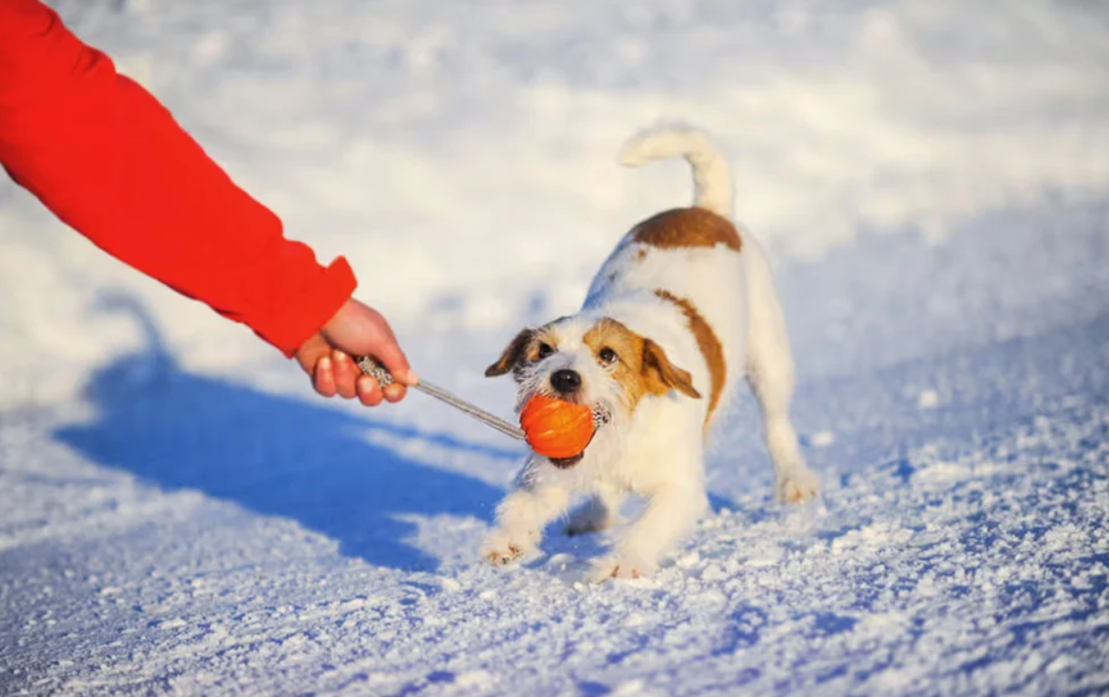 Rubber Ball on a Rope Interactive Chew Toy for Dogs, Liker Cord 7 Waudog