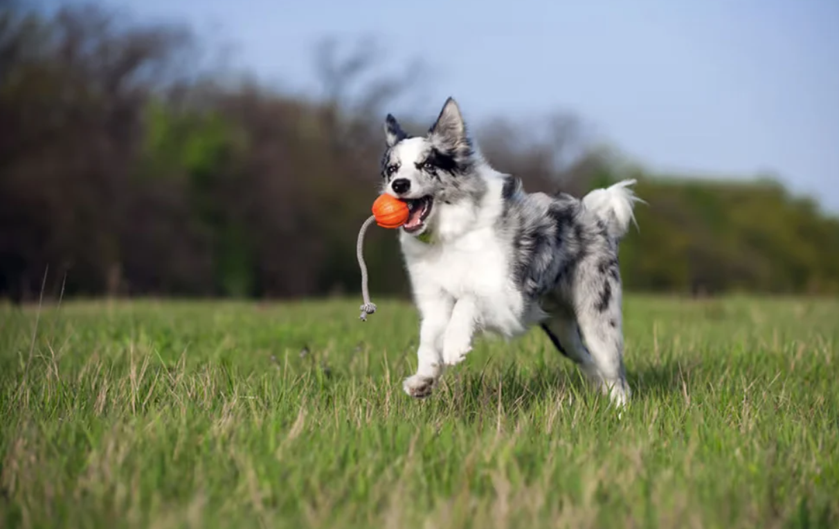 Rubber Ball on a Rope Interactive Chew Toy for Dogs, Liker Cord 7 Waudog