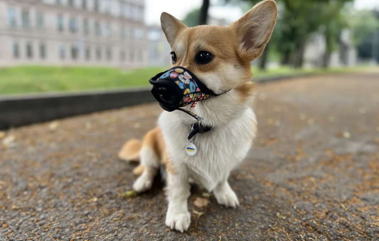 Suņu uzpurnis Waudog \"Donuts\" S | Dog muzzle