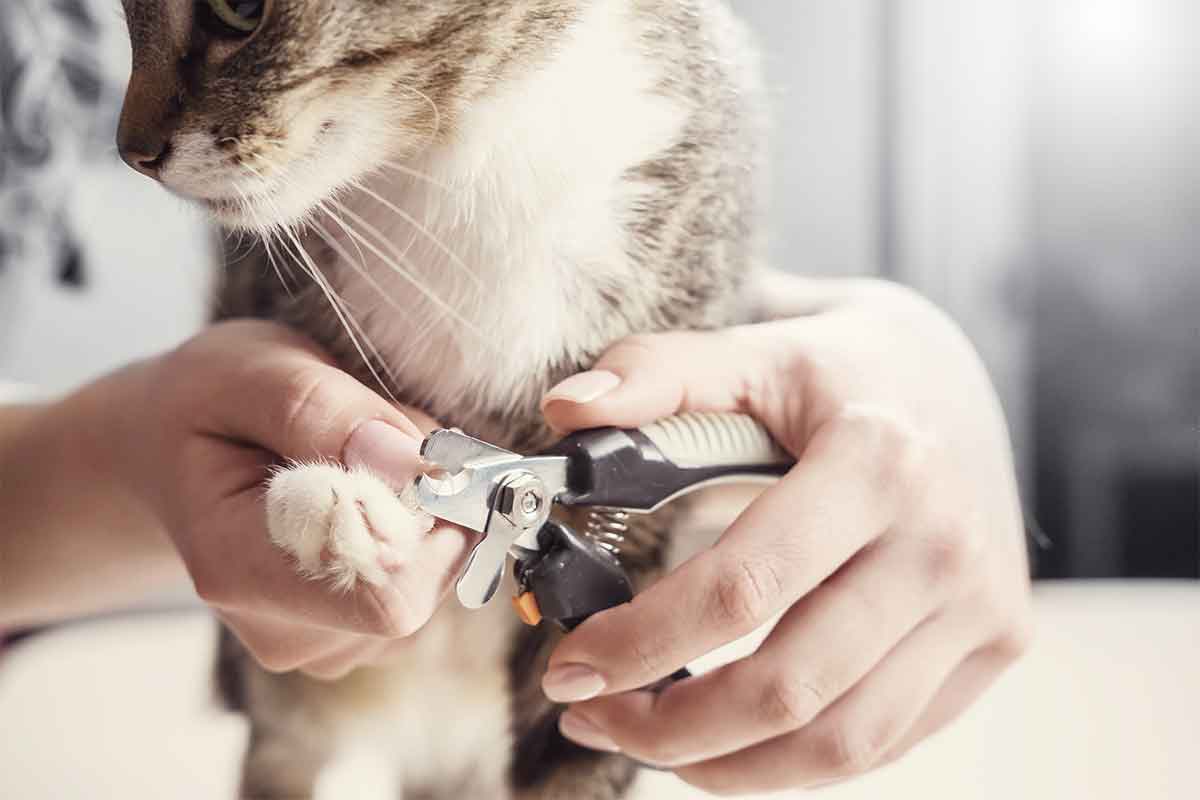 For nail trimming